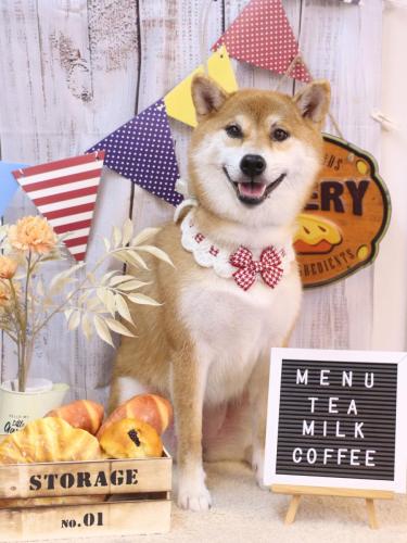 20240927マロンちゃん